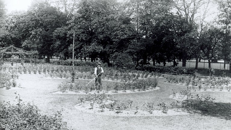 A black and white photo of the former head gardener, Mr Alderman, in the Rose Garden at Morden Hall Park
